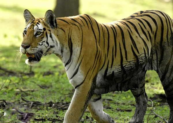 Best Eco-Resort in Pench Tiger Reserve