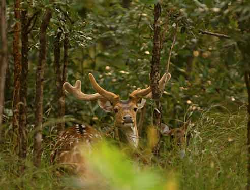 Pench National Park Hotel