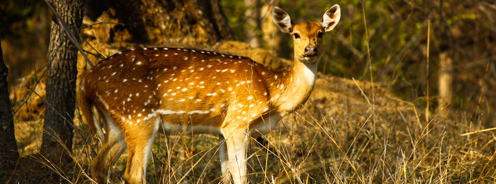 Luxury resorts Pench National Park