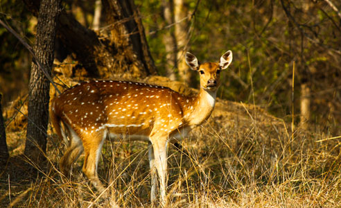 5 Star Hotels in Pench