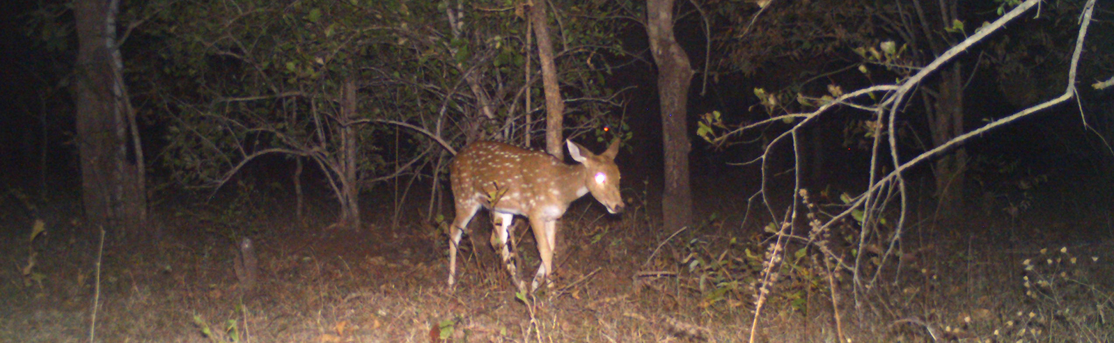 Hotels in pench national park