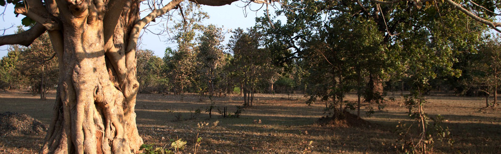 Hotels in pench national park