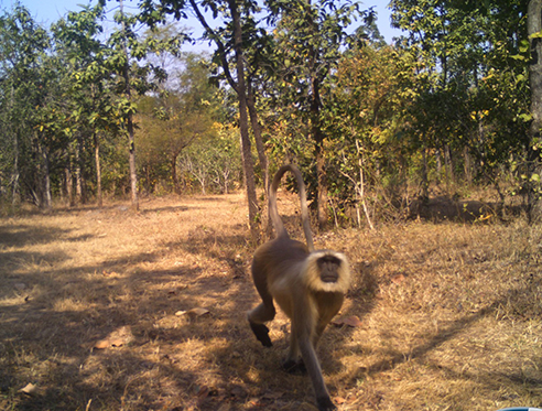 Pench Jungle Camp