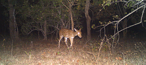 Resorts in pench national park