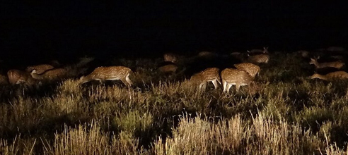 Resorts in pench national park