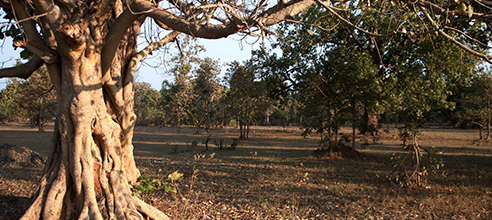 Resorts in pench national park