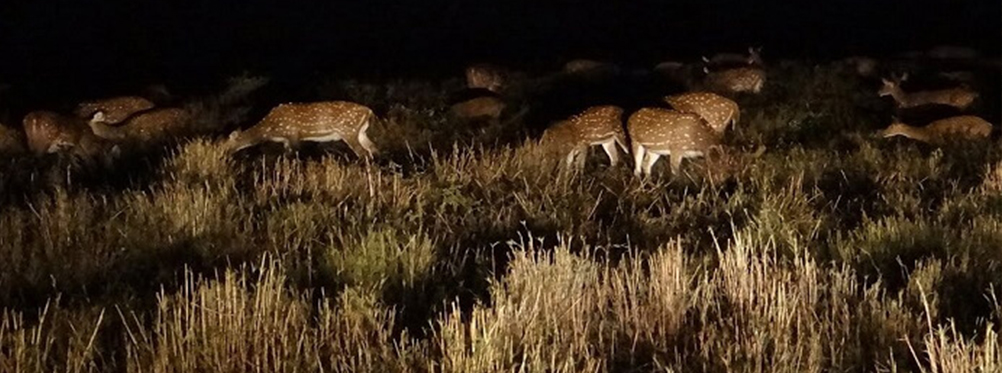 Pench National Park Hotel