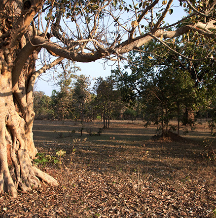 Pench Hotels