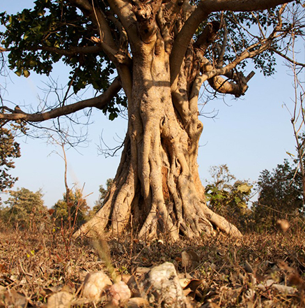 Pench National Park Hotel