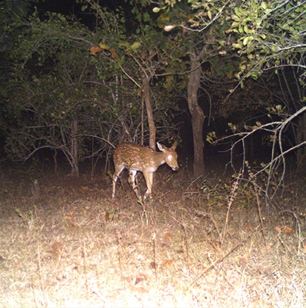 Pench National Park Hotels