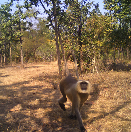 Pench National Park Hotel