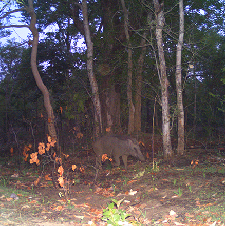 Luxury Hotels and Resorts in Pench National Park
