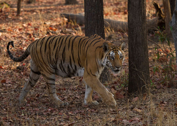 4 Star Hotels in Pench