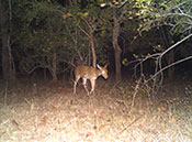 4 Star Hotels in Pench