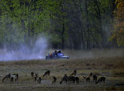 tiger safari in pench