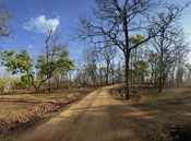 Pench Wildlife safari