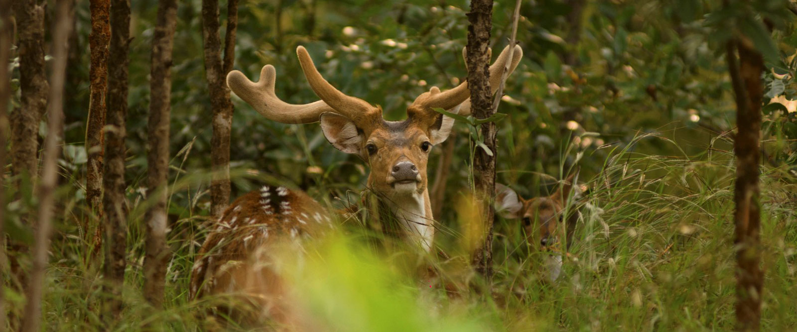 Hotels in pench national park