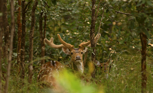 Resorts in pench national park