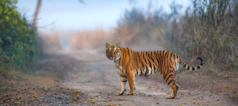 Resorts in pench national park