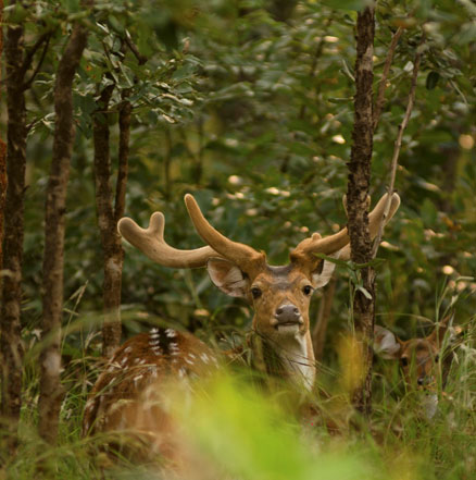 Pench Hotels