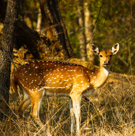 Pench National Park Hotel