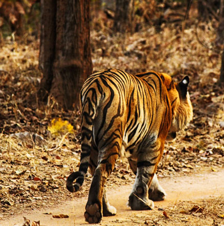 Luxury Hotels and Resorts in Pench National Park