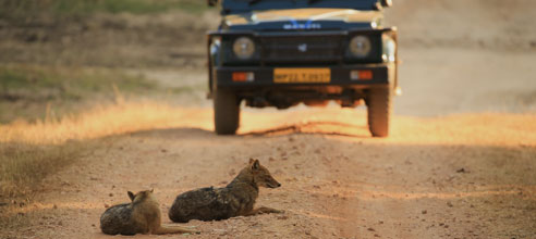 Resorts in pench national park