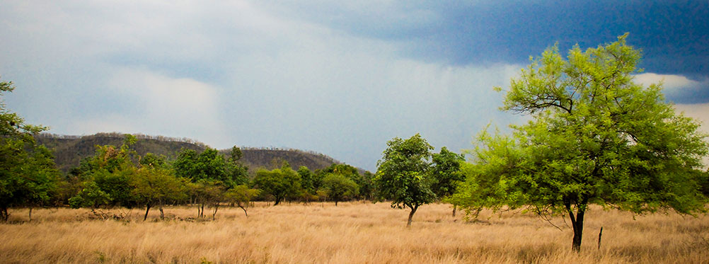 tiger safari in pench