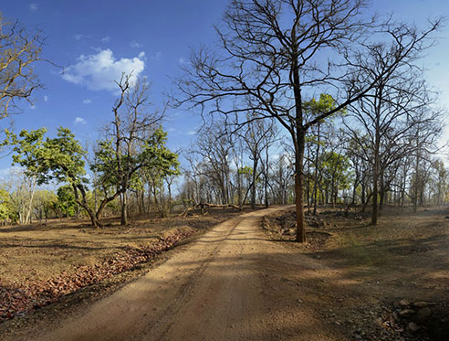 Pench Jungle Camp