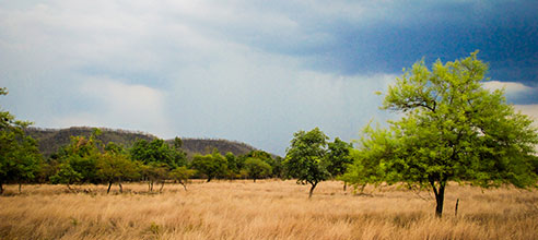 Resorts in pench national park