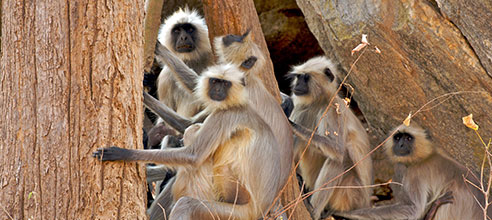 Resorts in pench national park