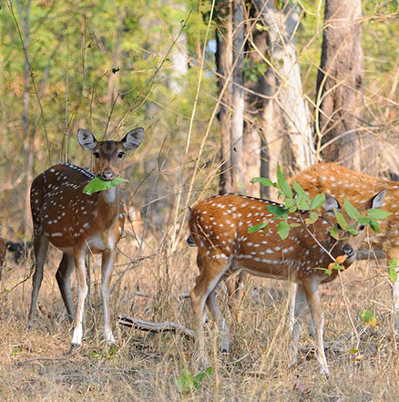 Pench Hotels