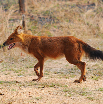 Pench National Park Hotel