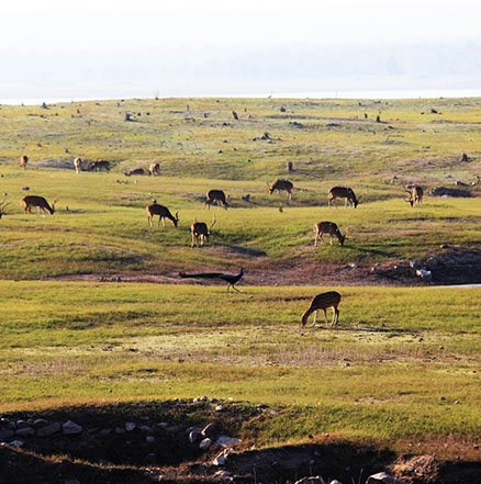 Luxury Hotels and Resorts in Pench National Park