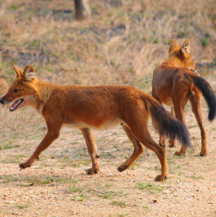 Pench Hotels